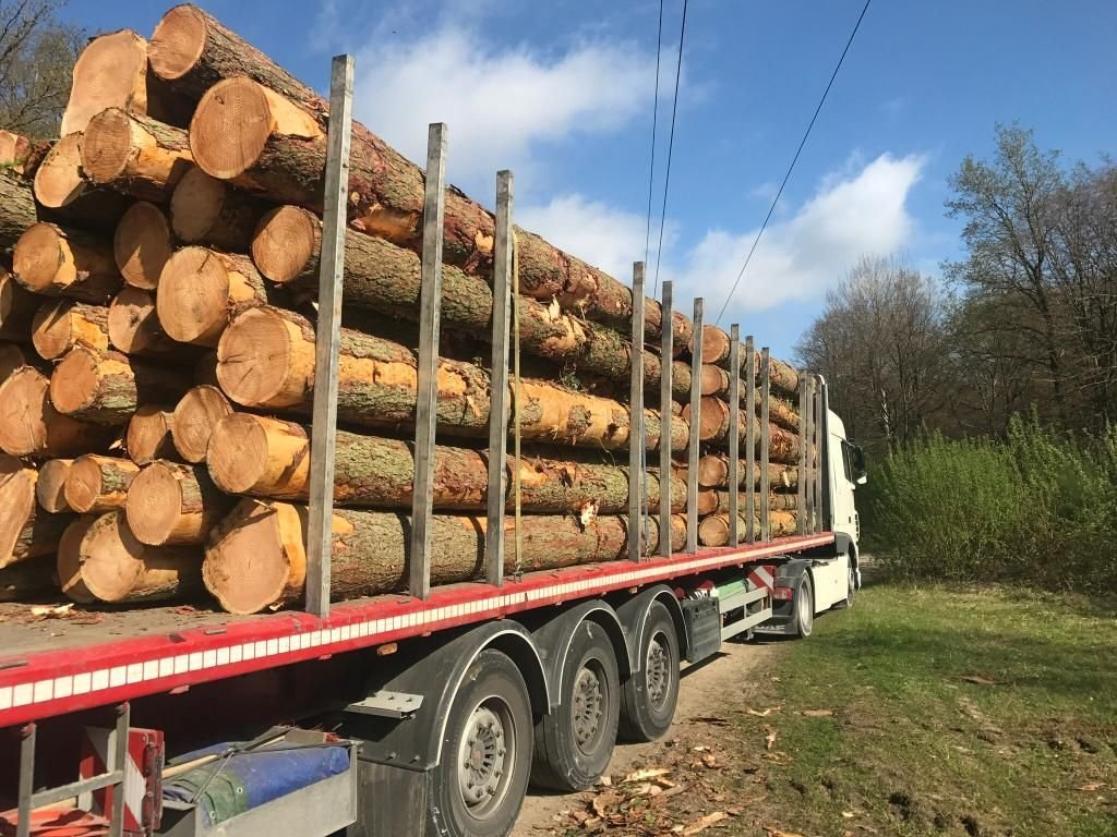 Châtaignier en grume – Camion complet 50 stères – Image 2