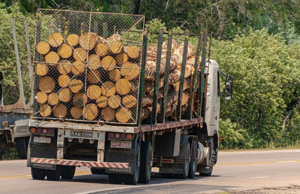 Acacia en grume – Camion complet 50 stères – Image 2