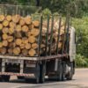 Acacia en grume – Camion complet 50 stères